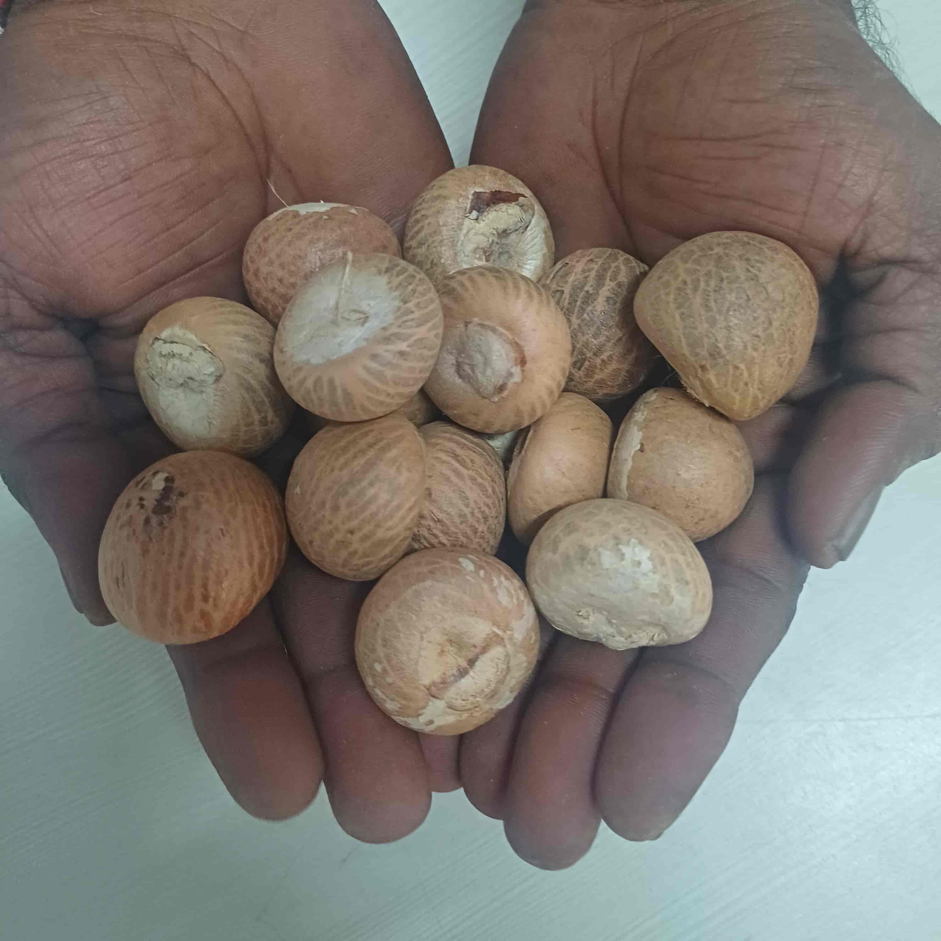MORA   (JAI KISAN)