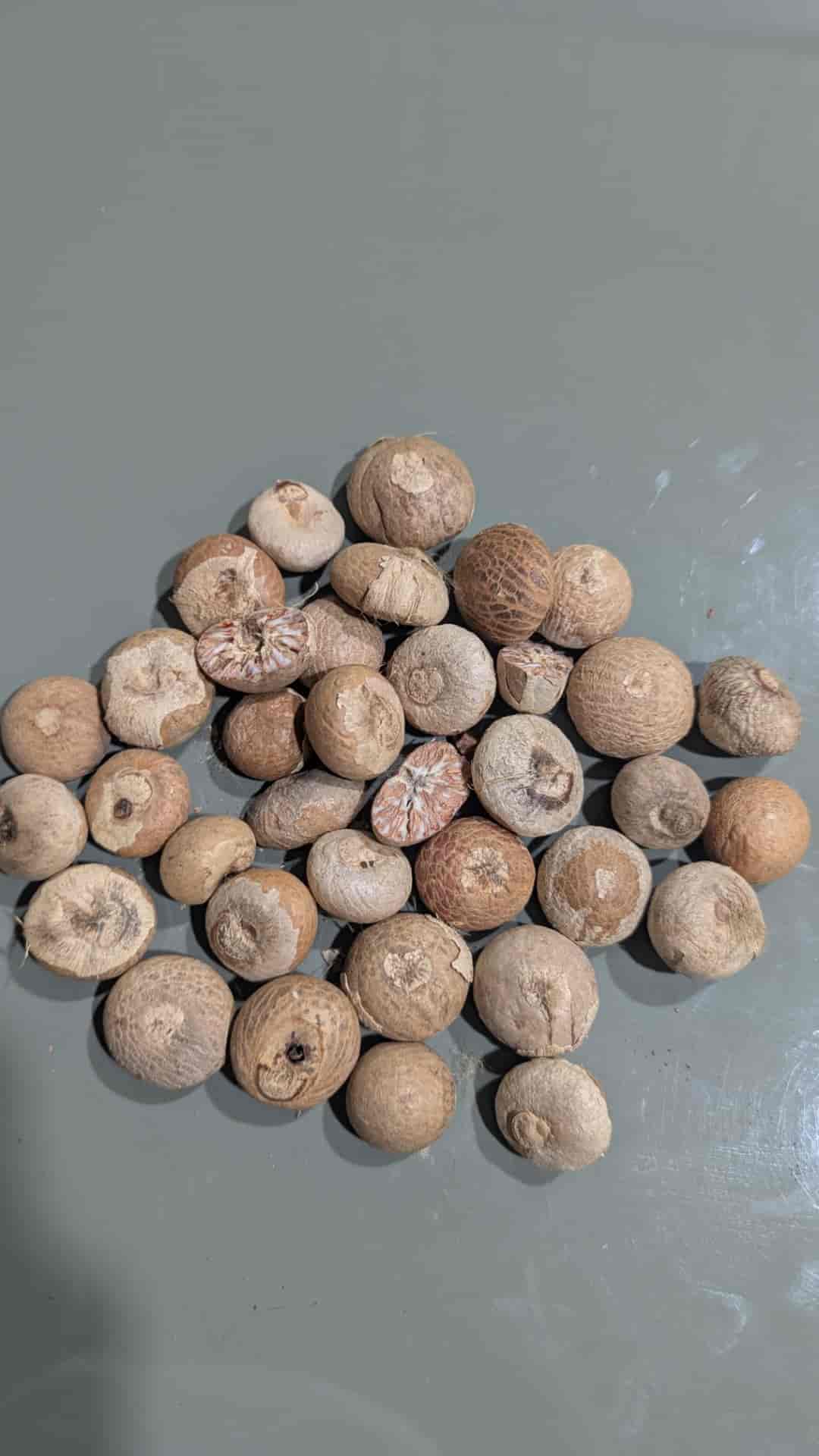 Fator kumata supari