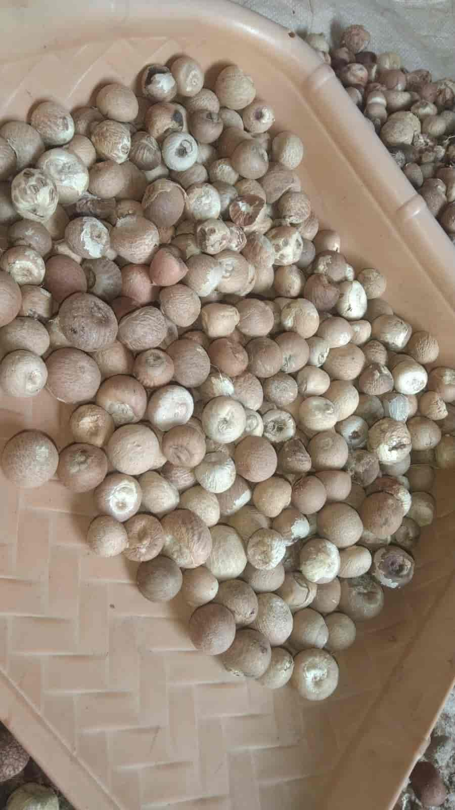 રાસ / Ras tumkura